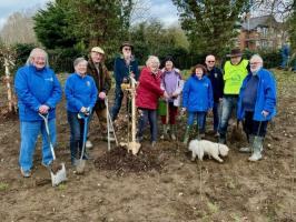 Rotarians planting trees in Welland Park Market Harborough March 2024